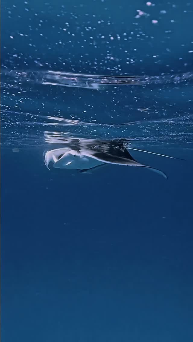 La Giornata Mondiale della Manta è un promemoria di quanto sia speciale condividere queste acque con le mante, e del perché proteggere la loro casa blu sia importante.⁠
⁠
Oggi, i nostri Aquaholics Soulmates Mohamed Ageel e Ali Siyaan sh