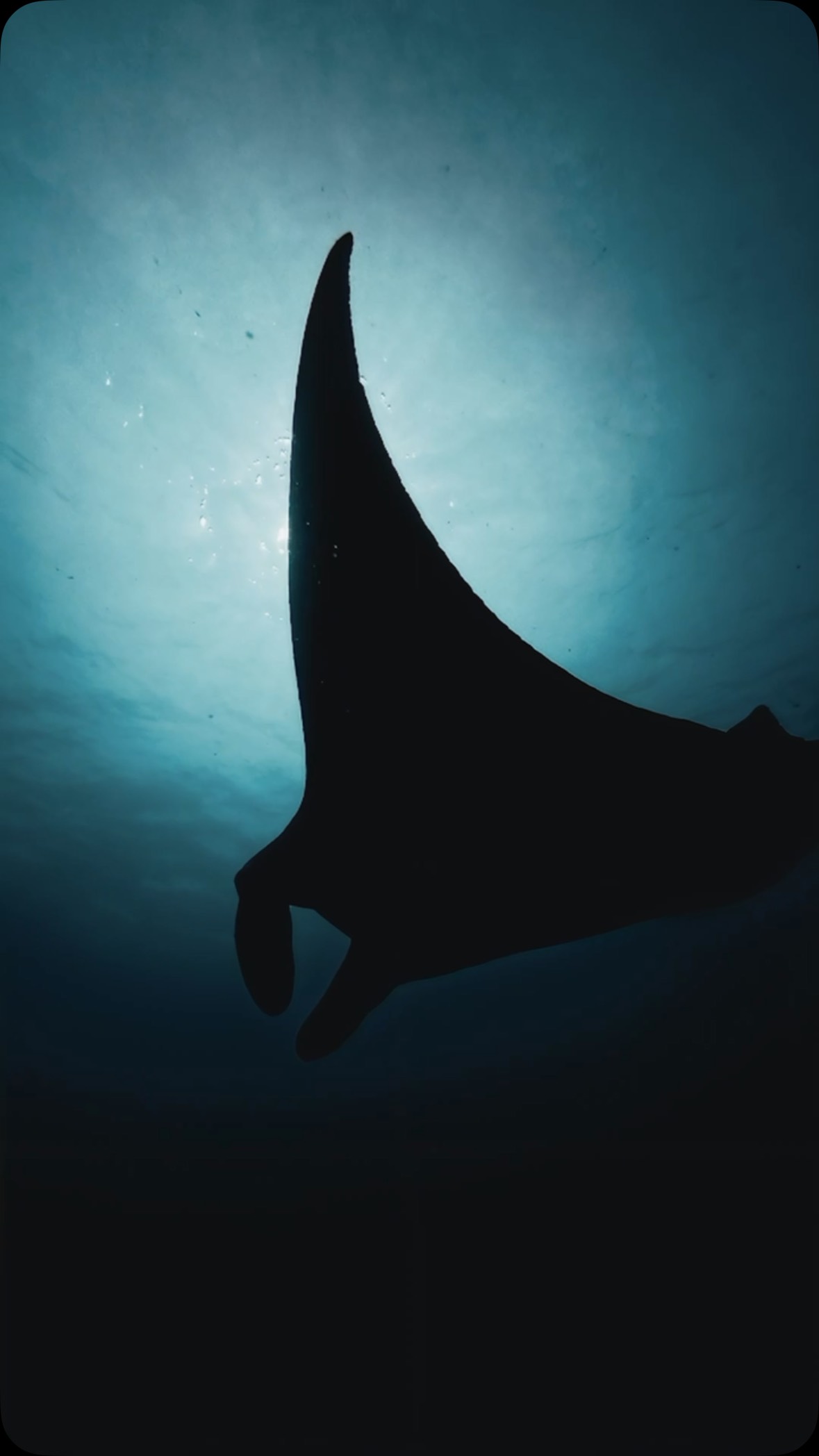 I gentili amici dei nostri mari 🌊

Ogni Xpedition con Hoara X Centre è un'occasione per guardare un po' più da vicino—per incontrare i vicini del nostro oceano, capire il loro mondo, e scoprire perché sono importanti.

Nella nostra rece