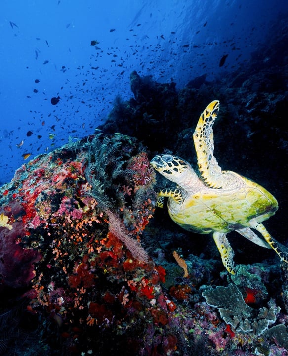 Foto von OBLU NATURE Helengeli by SENTIDO in OBLU NATURE Helengeli. Zeigt möglicherweise Schildkröte, Wassertier, Landschildkröte und Text.
