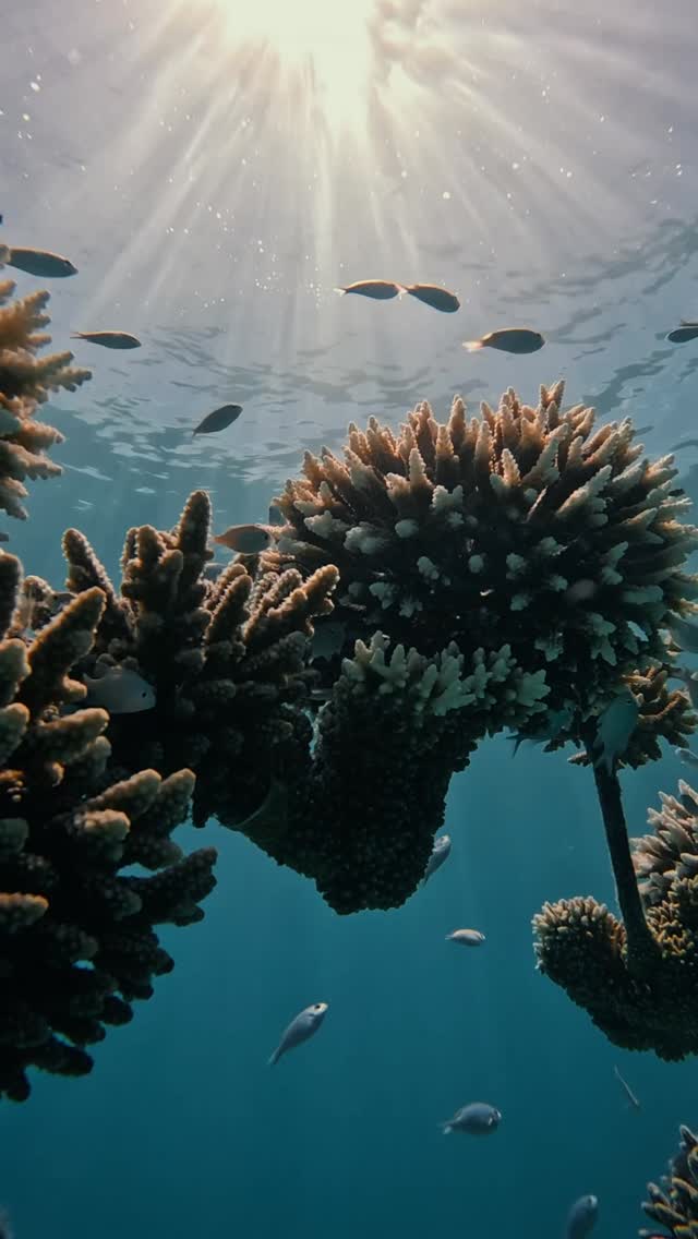 From empty frames to thriving reefs 🪸 

Now home to vibrant corals and countless fish 🐠💙

#coralrestoration #maldives