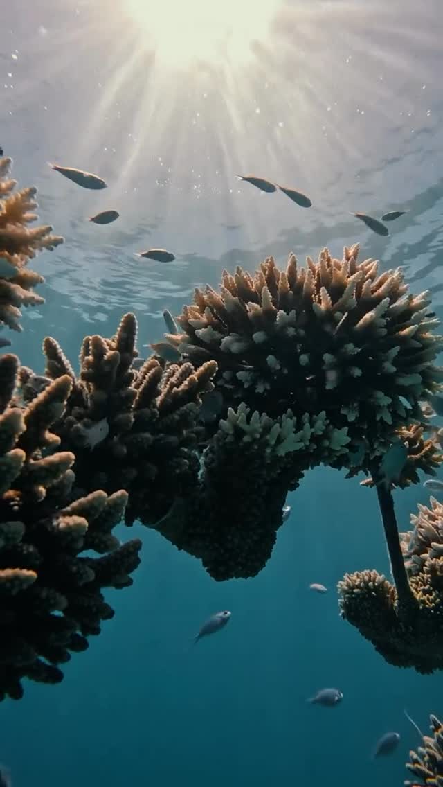 Beneath every wave lies a world worth protecting. This World Oceans Day, we celebrate the vibrant marine life and crystal-clear waters that make the Maldives a destination unlike any other.⁠
⁠
@gio_ma