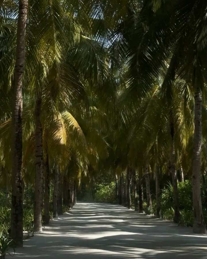 Palm-lined pathways reveal the island one discovery at a time. Whether exploring by bicycle or simply wandering beneath the canopy, every route leads to a new perspective on life in the Maldives.

#Ke