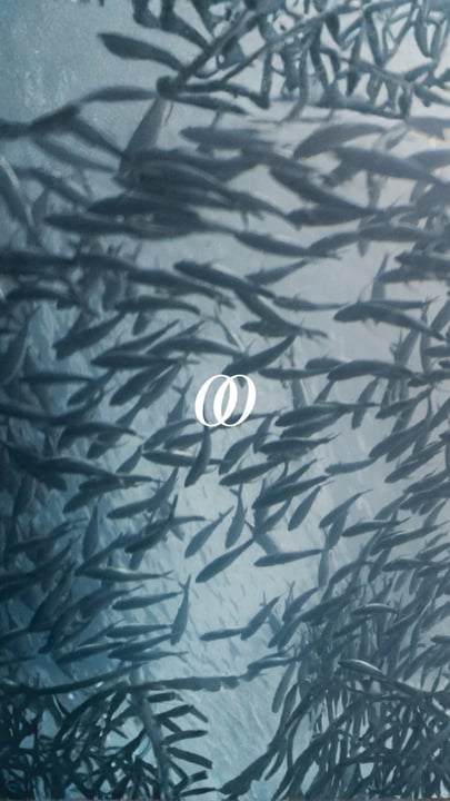 La vie marine, les eaux turquoise et l'Océan Indien définissent le monde entourant One&Only Reethi Rah. Des profondeurs jusqu'à l'horizon, chaque expérience est façonnée par une connexion extraordinaire