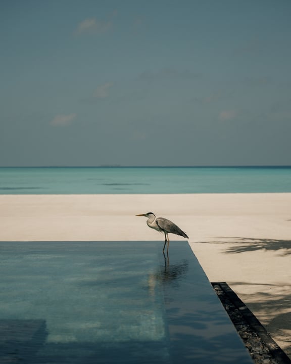 La nature se dévoile de manière inattendue à travers l'île. Des oiseaux gracieux au bord de l'eau aux vues ininterrompues sur l'Océan Indien, One&Only Reethi Rah offre des rencontres quotidiennes avec la beauté de 