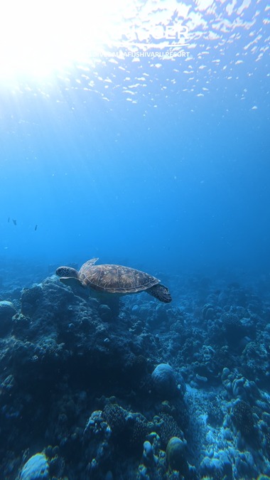 Un piccolo amico della nostra isola

Vogliamo condividere un piccolo scorcio di uno degli amici speciali della nostra isola: questa bellissima tartaruga. 🌊💙
Hai mai avuto la possibilità di incontrare questo piccolo amico durante