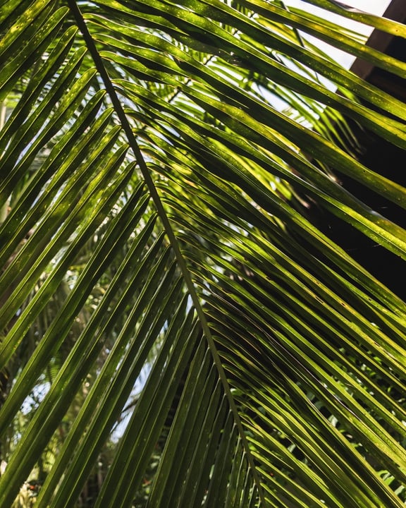 On Hadahaa, native palms, sea almonds, and ground creepers weave a green sanctuary where sand meets jungle, casting dappled shade over soft paths. Here, plants grow unmanicured and undisturbed, framin