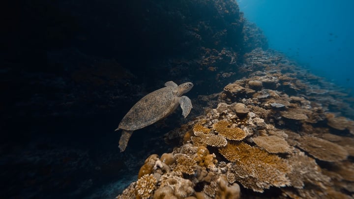 Set against the pristine blues of Huvadhu Atoll, Turtle Quest is a gentle, soul-stirring search for one of the Maldives’ most beloved residents. Guided by our Blue Journeys, marine experts, you drift 