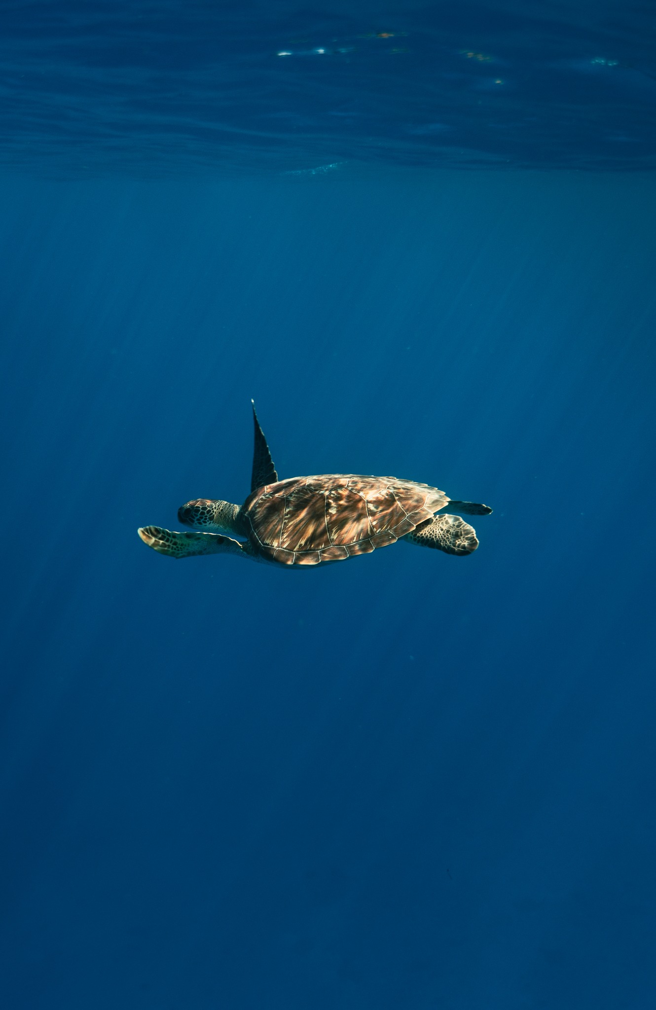 Dove i Giganti Gentili dell'Oceano Vagano

Oltre Hadahaa, le acque dell'atollo di Huvadhu custodiscono un altro lato della storia dell'isola. Parti per il Turtle Quest e avventurati nell'atollo in cerca di tartarughe marine, f