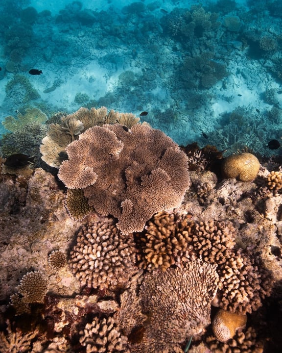 At Hadahaa, life unfolds in every direction. Beneath the surface, our thriving 𝟯𝟲𝟬° 𝗛𝗼𝘂𝘀𝗲 𝗥𝗲𝗲𝗳 is home to colorful schools of fish, graceful turtles, rays and reef sharks. 

Step into the 