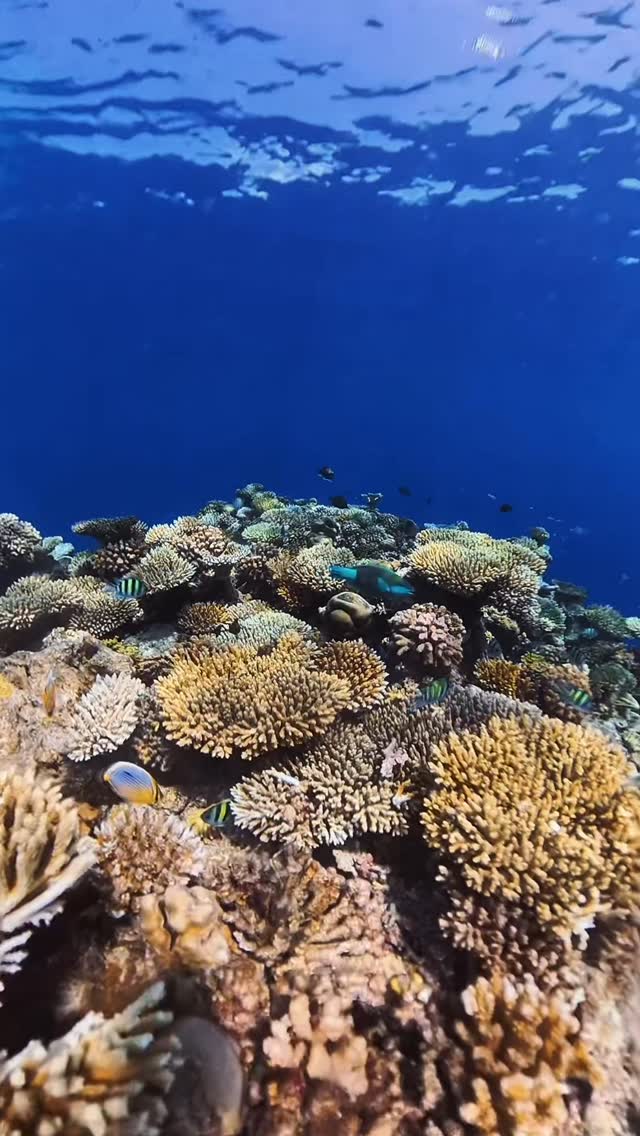 🌊 Explore the underwater wonders at Pullman Maldives Maamutaa, featuring Eagle Ray Discovery, 🪸 Rich Coral Reef Experience and 🐢 Turtle Snorkeling Encounter. #marine #maldives #snorkeling #vacation