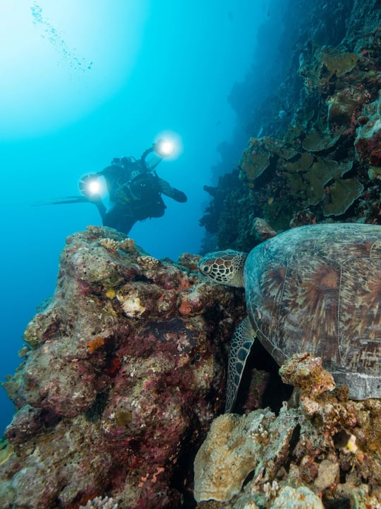 Photo by Pullman Maldives Maamutaa on July 26, 2026. May be an image of lionfish and text.