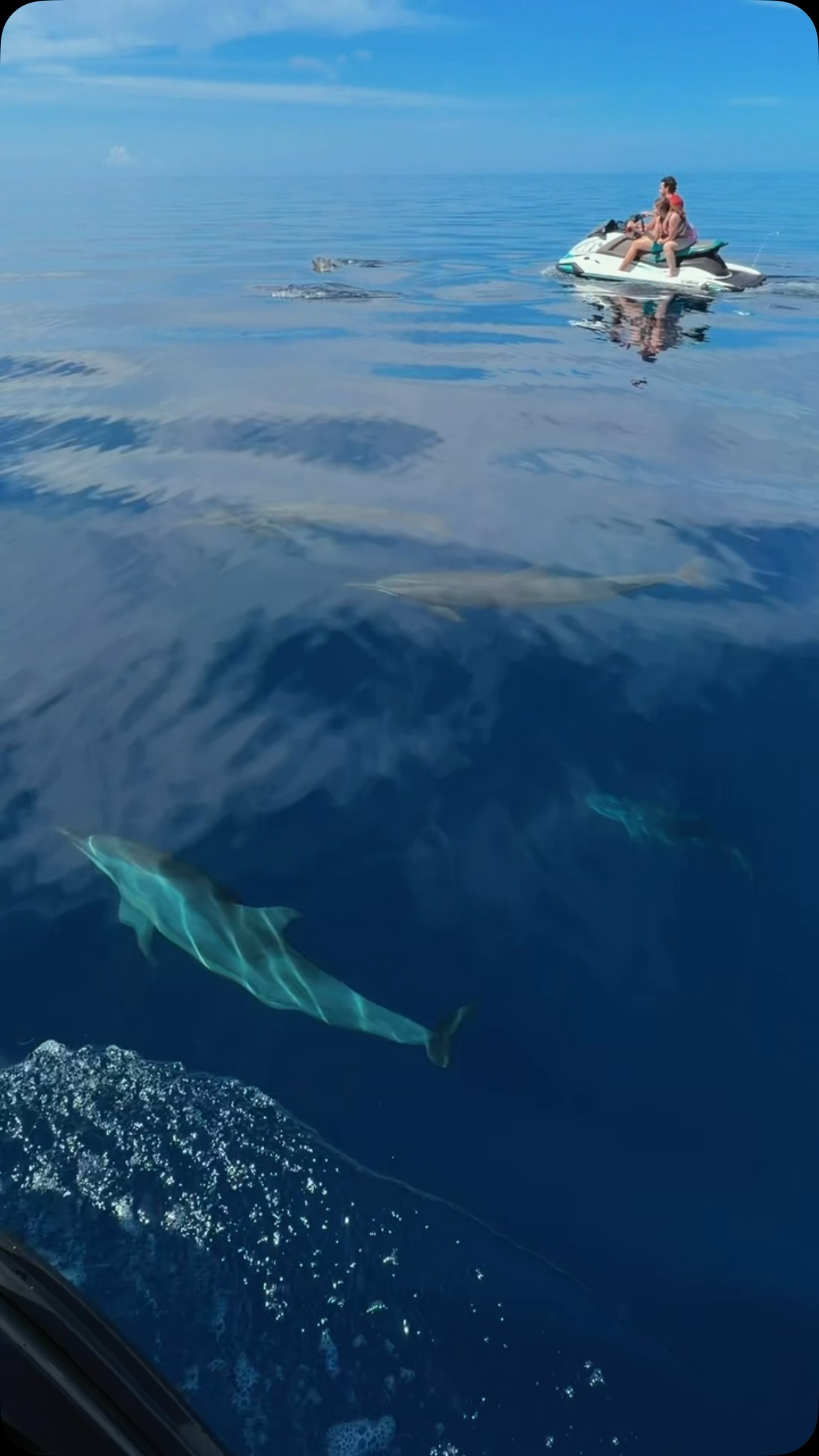 Un peu plus près du paradis 🐬🏝️ || #fyp #viral #cookie_mv #maldives #visitmaldives