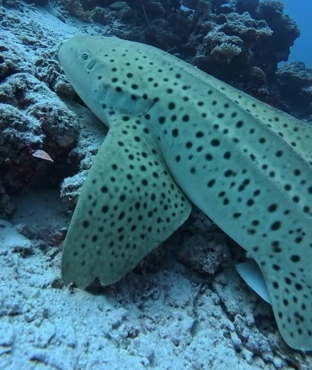 Six sharks. Six unique patterns. One remarkable house reef. 🦈🌊

Meet Atlas, Aurelian, Kikongo, Ambala, Ingwe and Fowler — six individual Indo-Pacific leopard sharks identified along our house reef.
