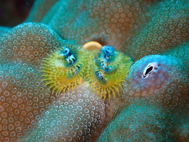 Did you know those tiny “Christmas trees” on coral are actually worms? 🎄🐛

They may look like miniature festive trees, but Christmas tree worms (Spirobranchus giganteus) are fascinating marine creat