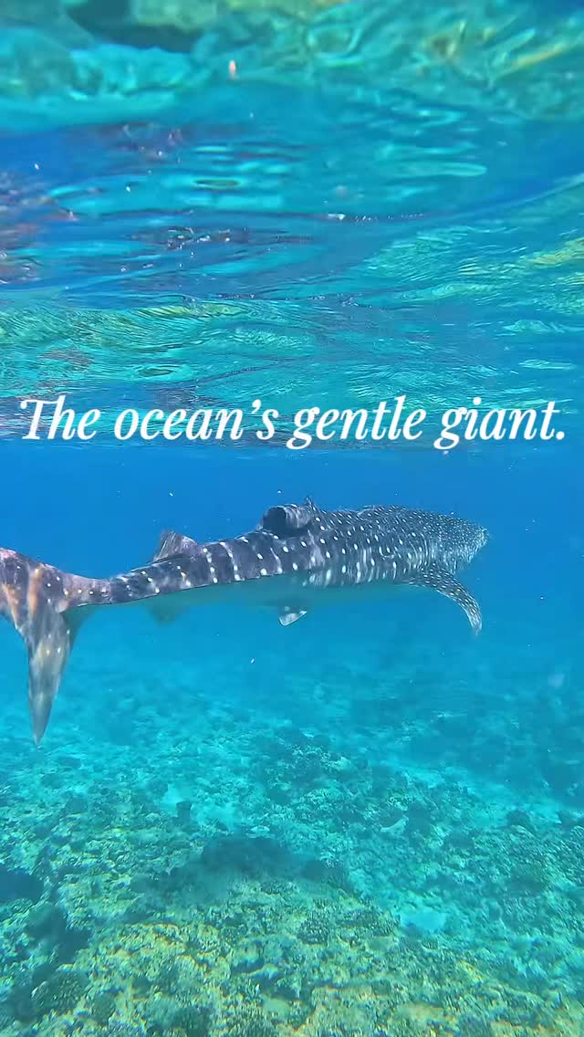 Spotted, serene, and simply unforgettable.

Swimming alongside a whale shark is one of those rare moments that feels almost unreal… until it’s right in front of you.

🎥 Follow for daily ocean moments