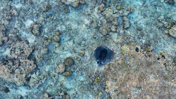 🌊 Today is World Oceans Day

Here in the Maldives, we are privileged to call the Indian Ocean our home. Surrounded by incredible marine life and vibrant coral reefs, we are reminded every day of just