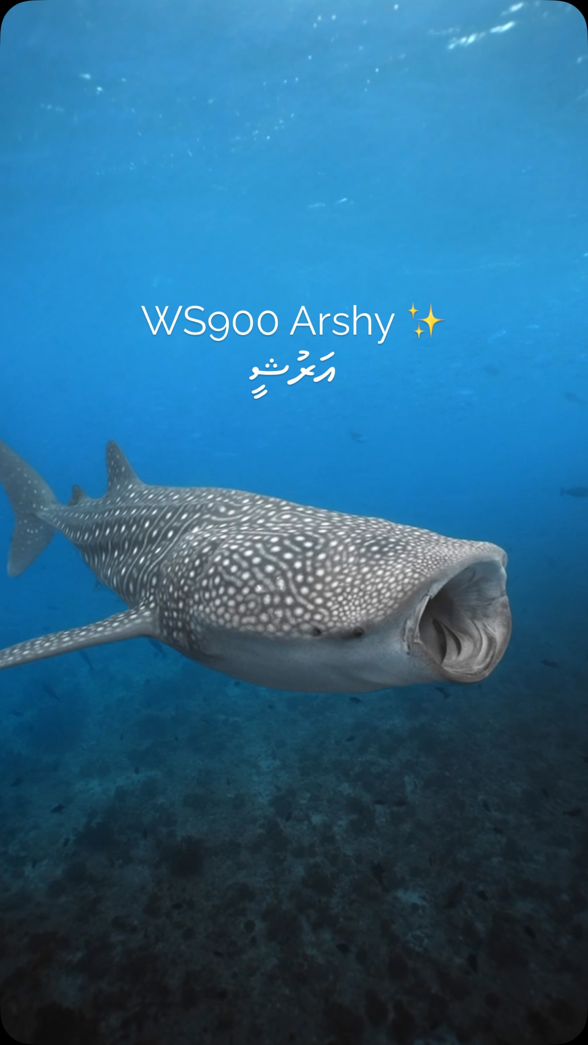 ✨ A milestone worth celebrating! ✨

We’re thrilled to share the 900th individual whale shark recorded in our database: Arshy - އަރުޝީ

Arshy is a juvenile female measuring just 2.5 metres in length, m