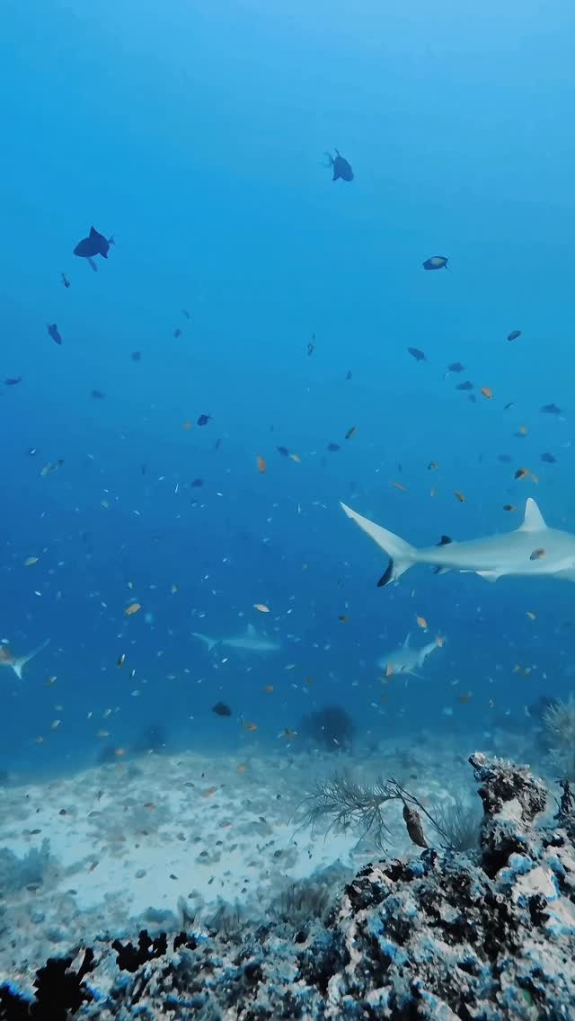 Few moments in diving compare to the thrill of encountering a silvertip reef shark in the wild. Powerful, graceful, and endlessly fascinating, these apex predators are a vital part of a healthy reef e