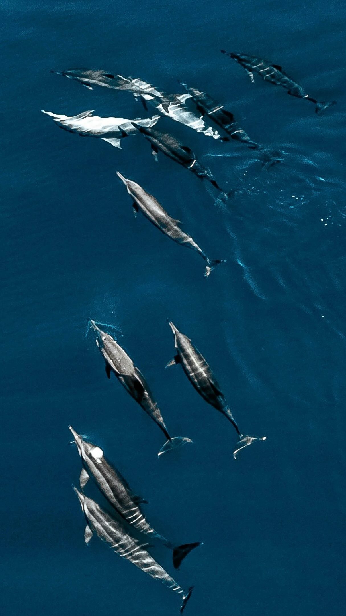 I delfini spinner sono visitatori abituali della laguna di @rahgilimaldives 🐬

Se soggiorni da noi, iscriviti alla lista d'attesa. Se li avvistiamo, sarai il primo a saperlo. Prendi le tue attrezzature da snorkeling e