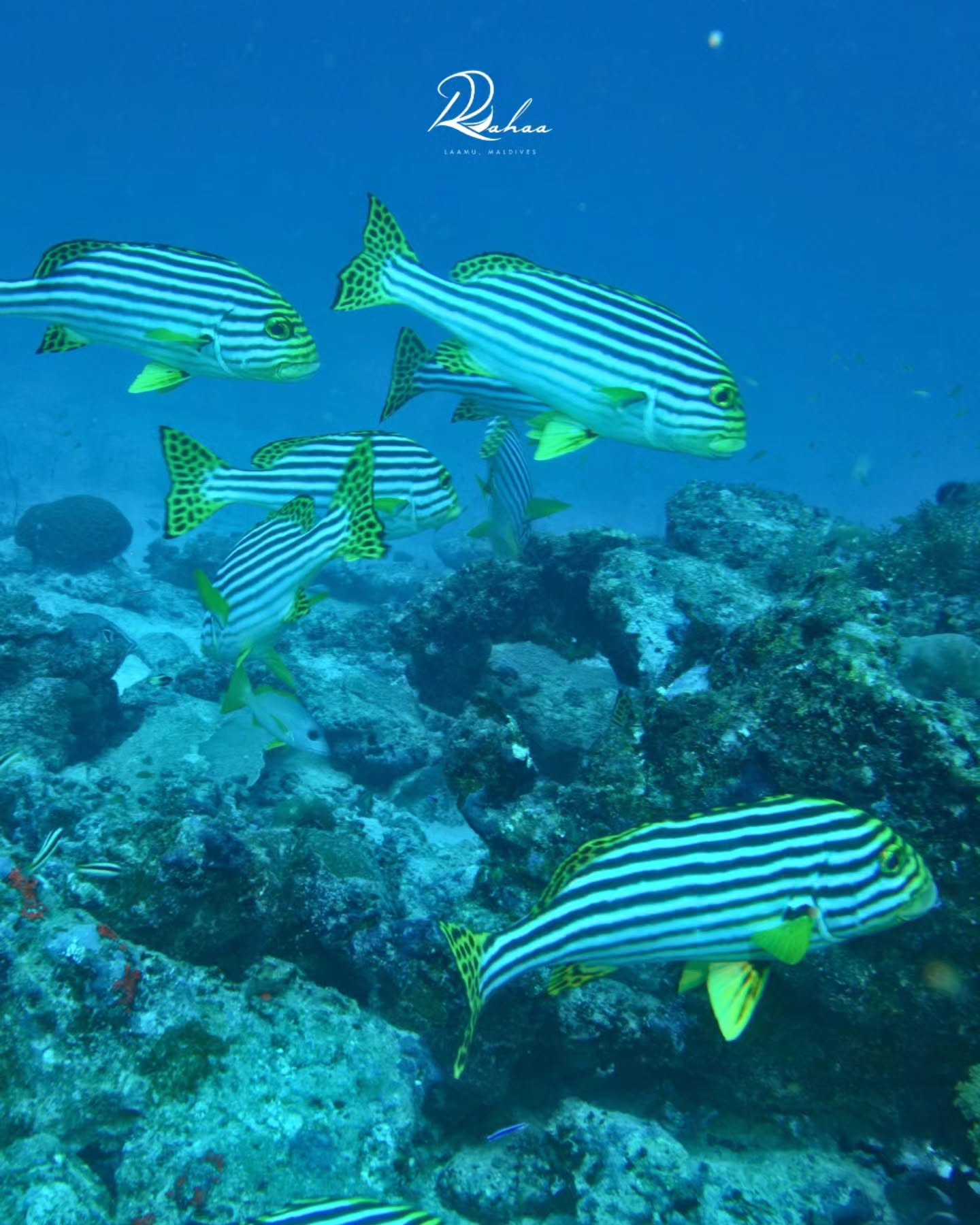 Juste sous la surface, Rahaa révèle une tout autre forme de beauté.

Notre récif maison regorge de coraux colorés, de poissons tropicaux et d'eaux cristallines, un petit monde sous-marin qui n'attend que d'être