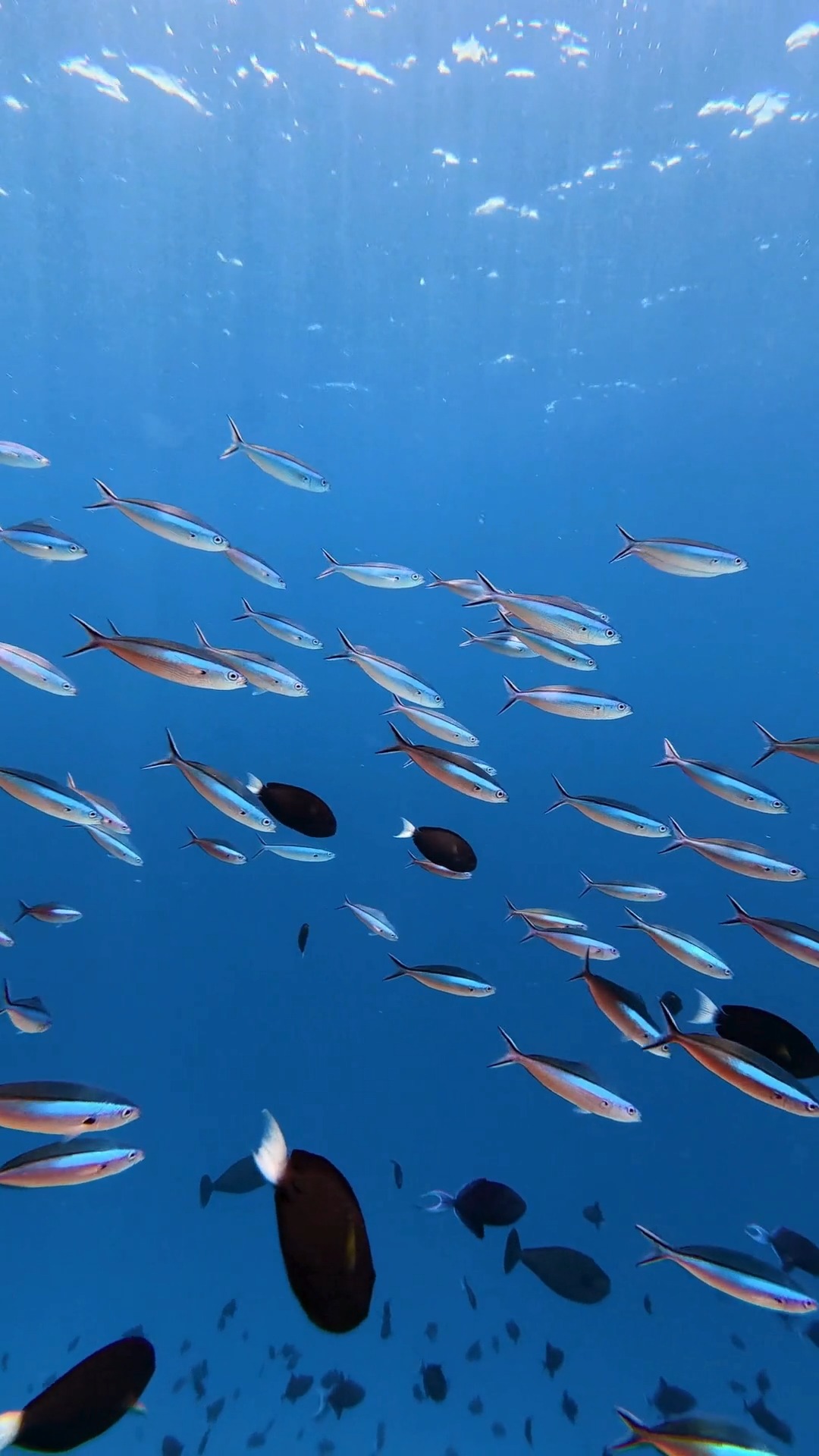 An underwater paradise completely untouched, resting just steps from the shore. As a premier natural resort embraced by a vibrant house reef right at our doorstep, we invite you to immerse yourself in