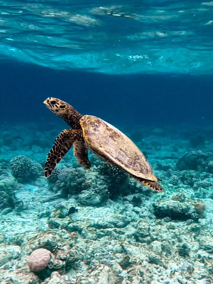 Found peace in the underwater world of @nhcollectionmaldivesreethi 🐢

In my happiest place snorkeling with turtles, sharks, rays, beautiful fish and vibrant corals 🐠 I’m drawn into the moment, surro