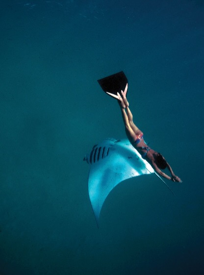 Foto condivisa da Hanli Prinsloo il 17 settembre 2026 con tag @nhcollectionmaldivesreethi e @ghislainjeanmarie. Potrebbe essere un'immagine di squalo balena e testo.