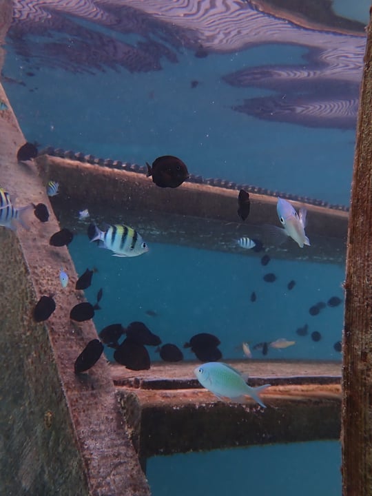 🐠