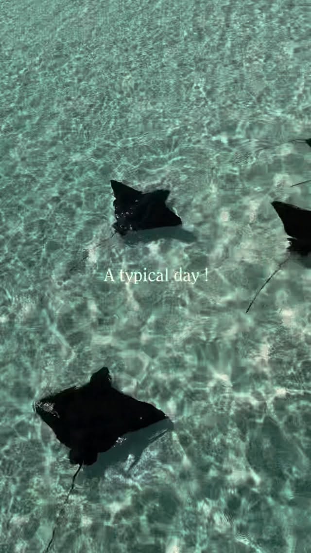 A typical Day ✨🌊#cenizarohotelsandresorts #theresidencemaldivesatdhigurah #beautifuldestinations #uniquedestinations #travelgram