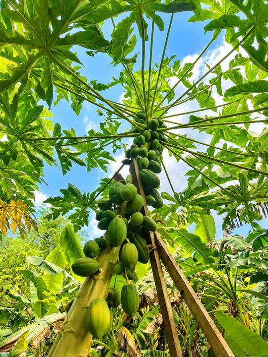 Photo by The Residence Maldives at Dhigurah on June 15, 2026. May be an image of papaya and text.