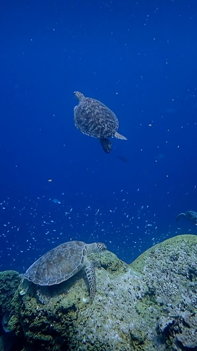 🐢✨