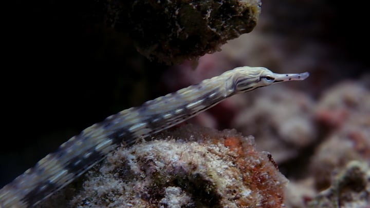 Photo shared by Asham Hussain on June 17, 2026 tagging @natgeo, @natgeoyourshot, @nature, @asham__hussain, @residencemaldivesdhigurah, @oceansnation, @opy_awards, @seafrogs_maldives, @visit.maldives.y