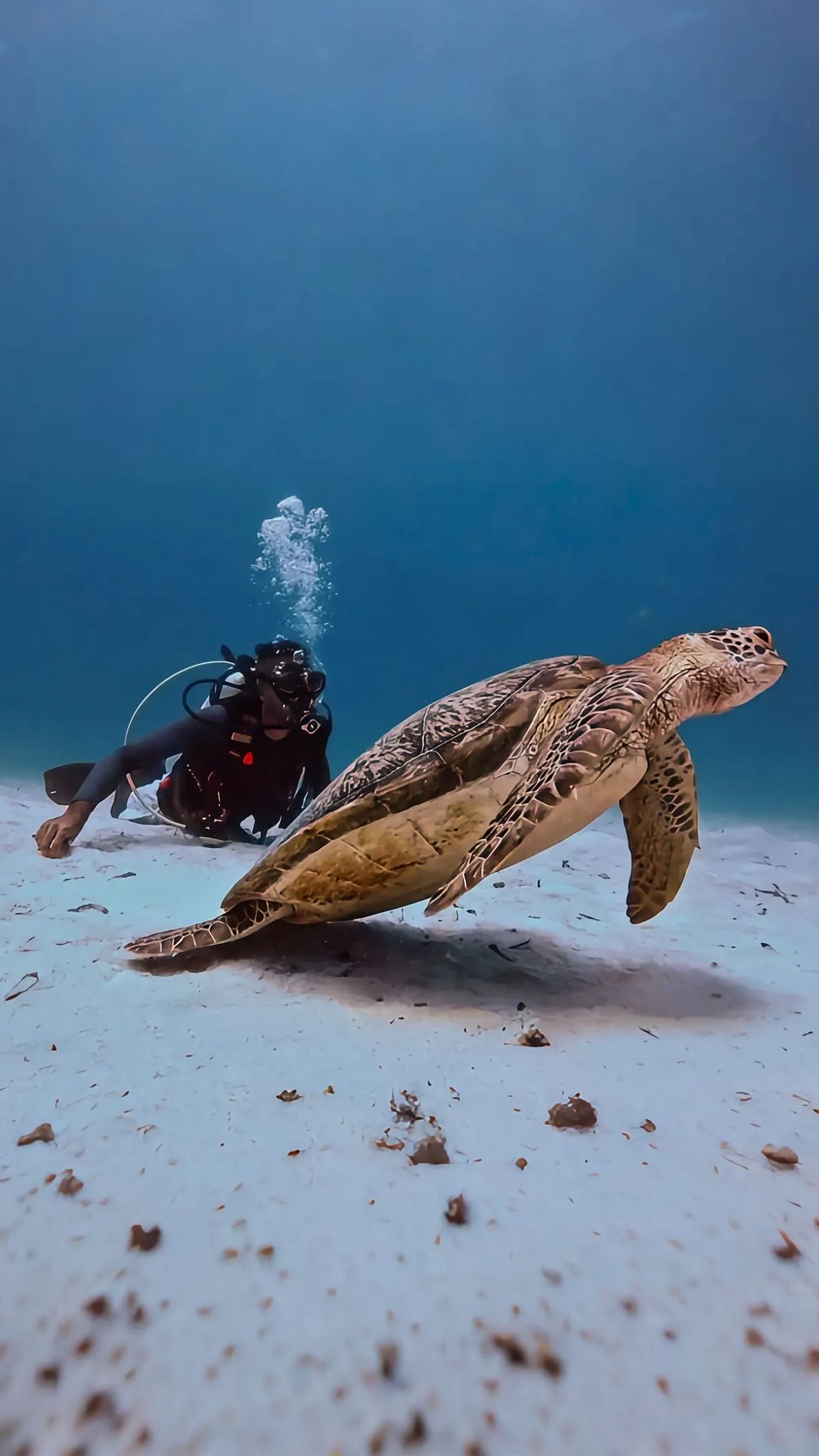 Dieses Muschel-Leben. 🐢 
.
.
.
.
#maldives #residencemaldives #padi #greenseaturtle #insta360
