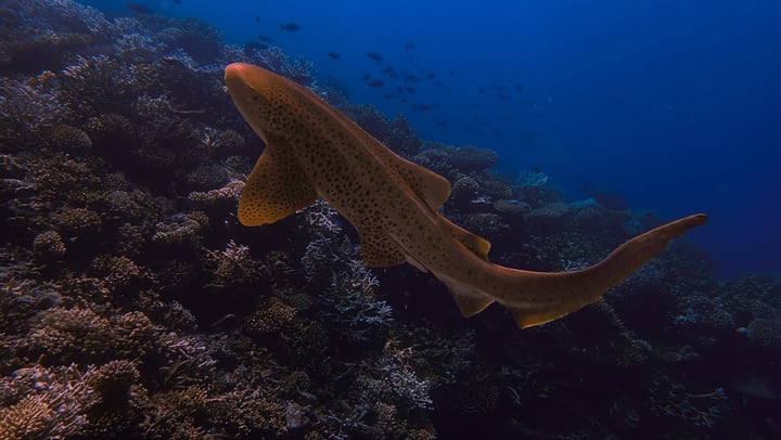 The rarest beauty is the kind that doesn’t try to be.
.
.
.
.
#leopardshark #zebrashark #maldives #padi #miyaru