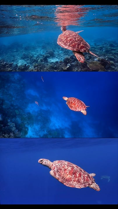 Take a breath and survive 🐢💙