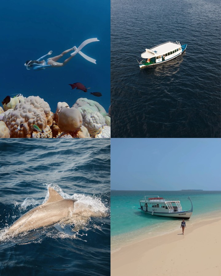 Set out from Royal Island and let the sea decide the mood.

Dolphins breaking the surface beside the boat. A private sandbank waiting somewhere in the blue. Then a quiet snorkel, where turtles drift p