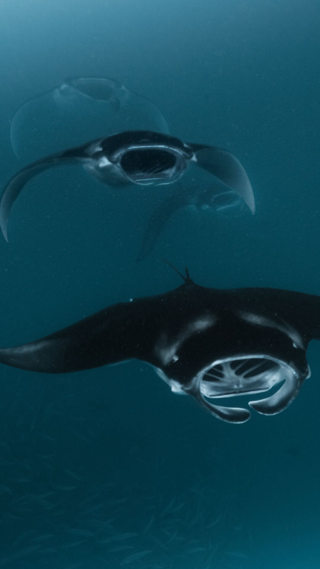 Happy #WorldOceansDay 🌊

Mantas in their element, moving through the blue in Baa Atoll’s UNESCO Biosphere Reserve.

At Royal Island, these quiet encounters say more than words ever could. Protect the