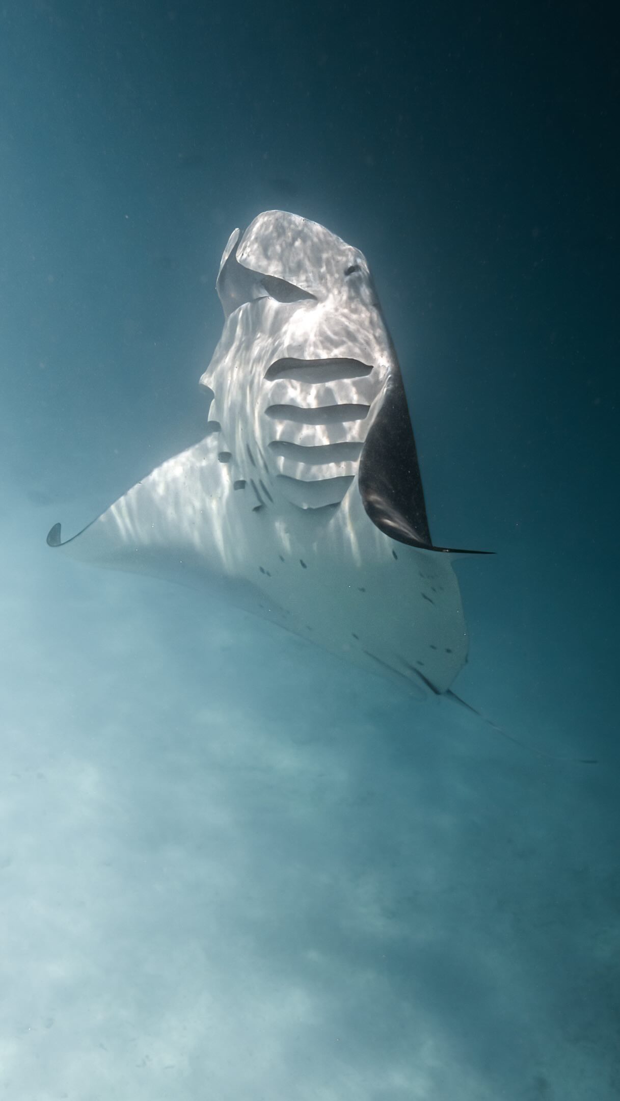 Ganz in der Nähe eines der großen Ozean-Spektakel der Malediven. 🌊

Von Royal Island aus ist Hanifaru Bay nur eine kurze Bootsfahrt entfernt, wo sich Mantarochen in den geschützten Gewässern des UNESCO-Biosphären