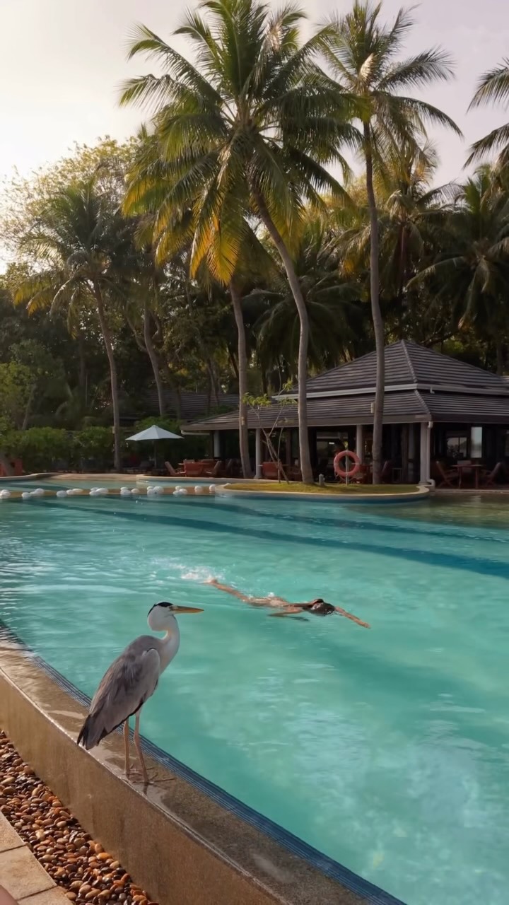 Ein ruhiges Juwel im Baa Atoll. 🌴

Royal Island ist die Art von Ort, die sich vom ersten Moment an mühelos anfühlt, mit Strandtagen, blauem Wasser, schattigen Palmen und diesem unverwechselbaren Gefühl, abgeschieden zu sein
