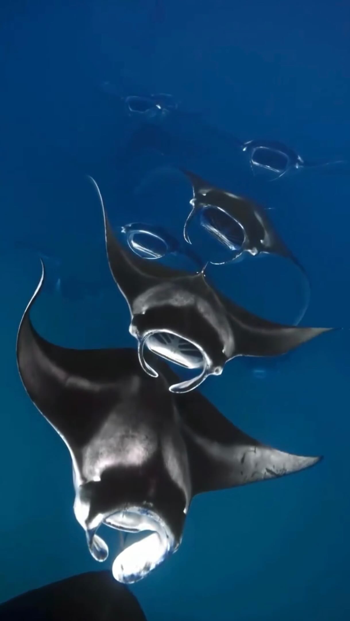 Settembre nell'atollo di Baa può trasformare il mare in un vero e proprio banchetto.

Quando le correnti monsoniche spingono il plancton verso Hanifaru Bay, le manta iniziano a raccogliersi in numeri straordinari, e settembre è uno dei mesi mig
