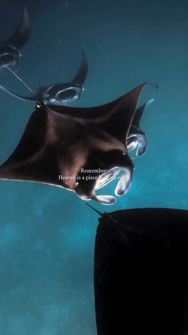 Le paradis est un lieu qui se trouve dans l'océan 🌊💙🏝️

Quelle expérience absolument hors du commun que de coexister avec ces magnifiques animaux. Un moment que je n'oublierai jamais ✨

#hanifarubay #natgeoanimals #earth #quot