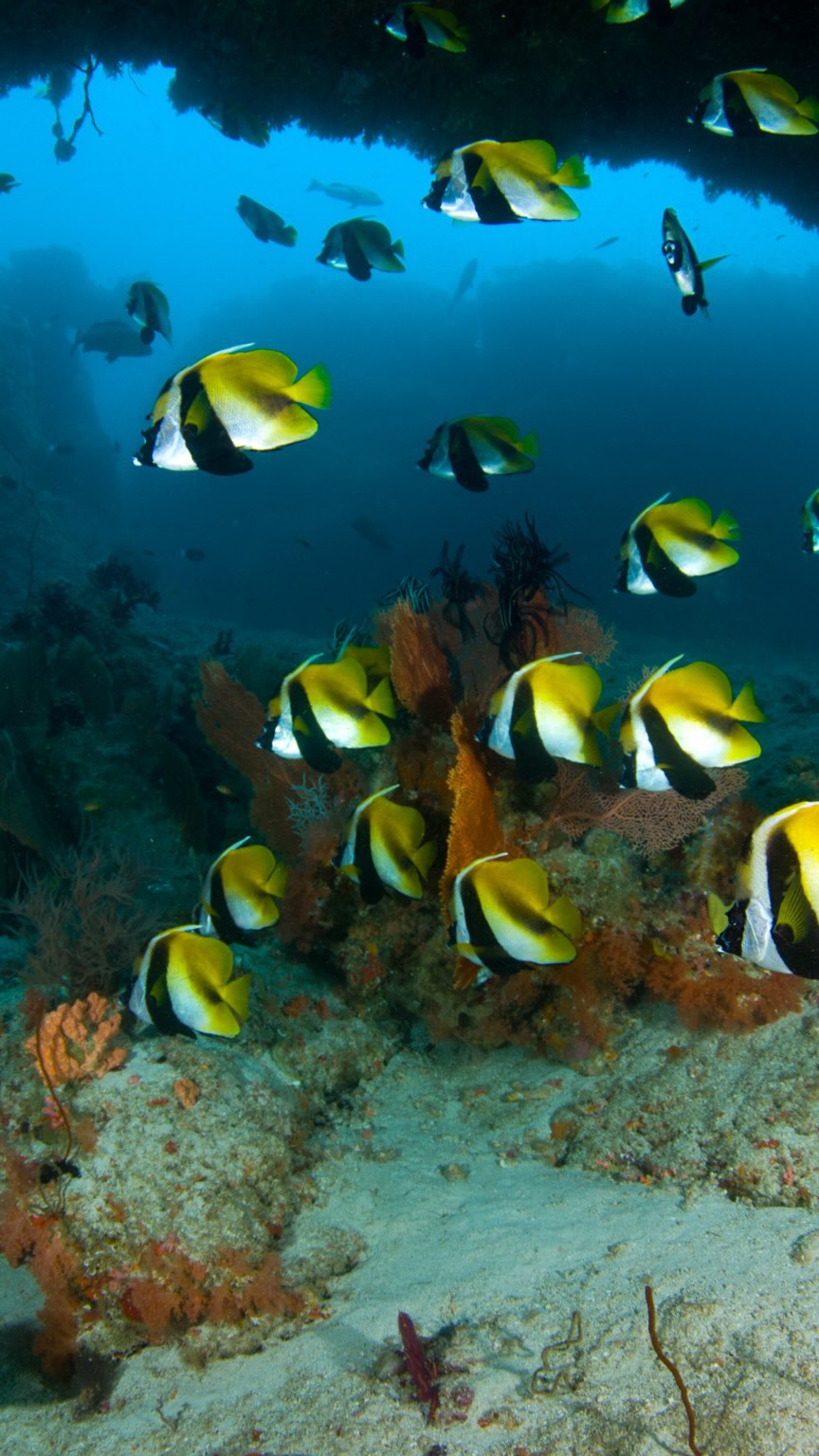 Happy World Oceans Day from Sandies Bathala! We are so lucky to be surrounded by one of the most vibrant house reefs in the Maldives. Today is all about protecting this beautiful blue home and the inc