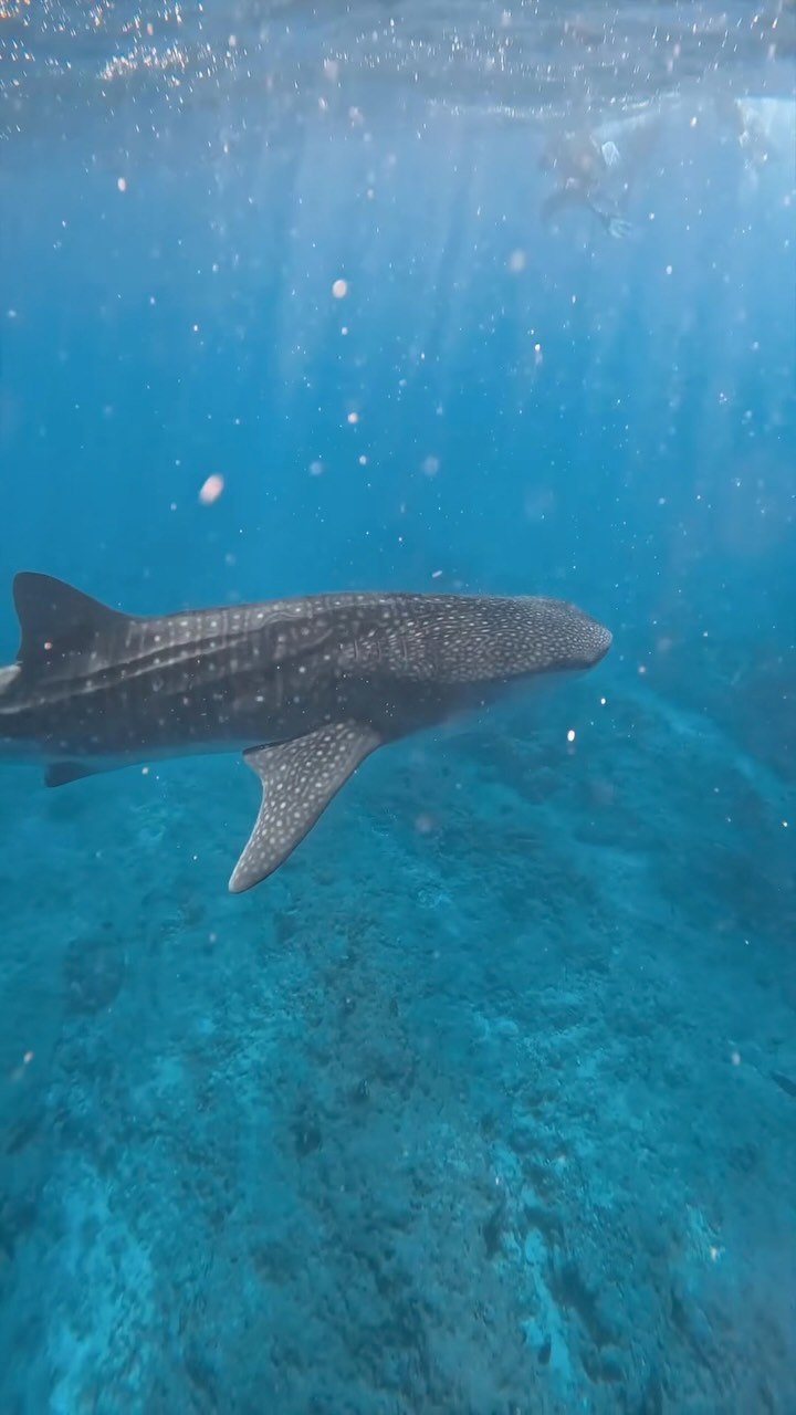 Sandies Bathala liegt im North Ari Atoll und ist
umgeben von einigen der spektakulärsten
Meeresumgebungen der Malediven – die perfekte Basis, um
unglaubliche Unterwassererlebnisse zu entdecken, in