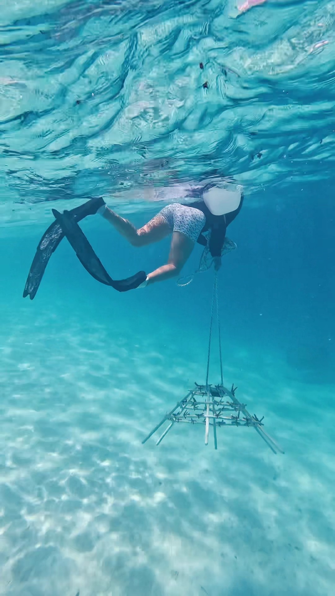 Guarda un reef prendere forma, un corallo alla volta 🪸🌊

Da una cornice vuota a una casa fiorente per la vita marina, questa è la storia che aiuti a scrivere quando adotti un corallo con noi, il nostro programma di ripristino dei coralli