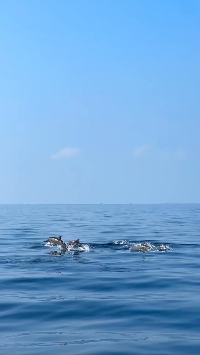 Baby spinners, curious and full of energy, joining us mid-cruise. #DolphinCruise 

📸 @oceanmaldives 

#sixsenses #sixsenseskanuhura #sixsensesmaldives
