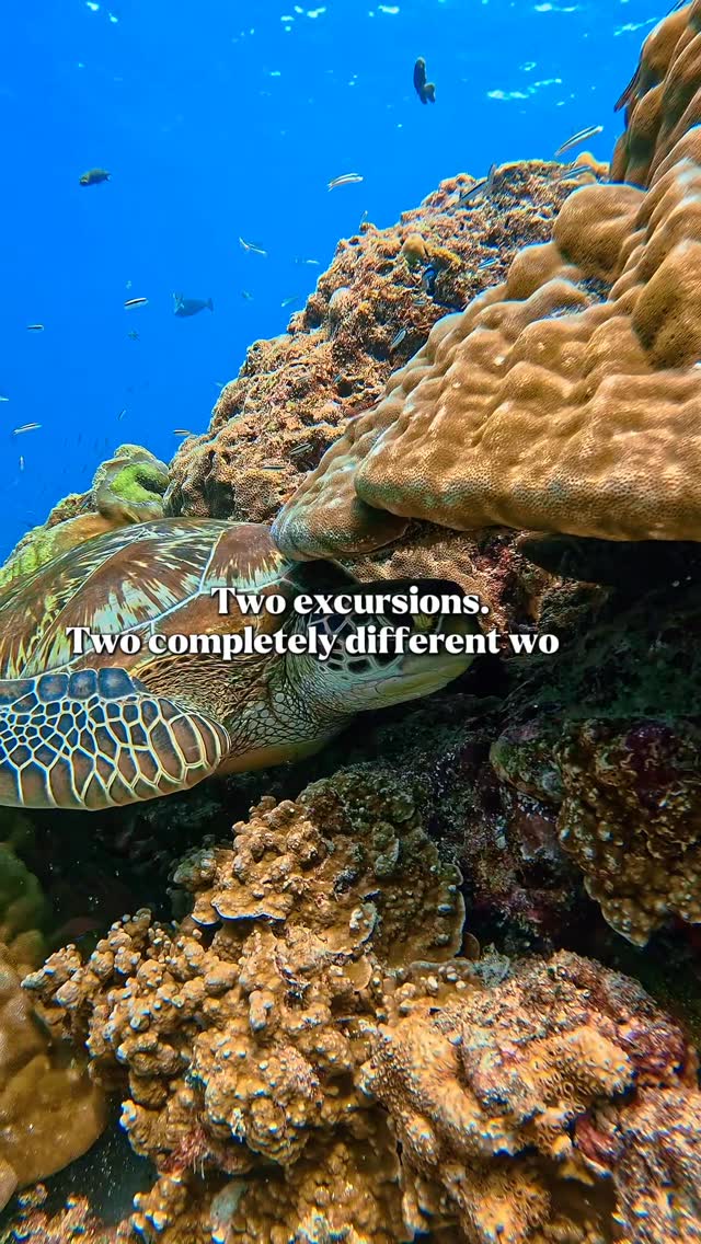From a calm turtle moment drifting over the reef 🐢 to the thrill of spotting nurse sharks weaving through schools of vibrant fish 🦈🐠

Snorkeling in the Maldives isn’t just a swim—it’s a front-row s