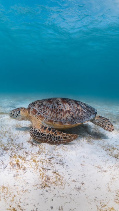 Celebrating the magic of snorkeling with turtles on world sea turtle day ✨

Did you know that each turtle can by identified by the unique pattern on their face? 

Monitoring the sea turtle population 