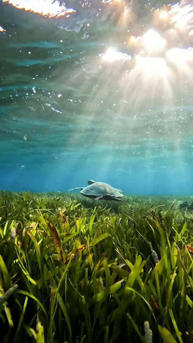 𝖲𝗎𝗇𝖻𝖾𝖺𝗆𝗌 𝖺𝗇𝖽 𝗌𝖾𝖺𝗍𝗋𝖽𝗋𝖾𝖺𝗆𝗌 ☀️🌱
.
.
.
#maldives #seagrass #sixsenseskanuhura #gopro #seaturtles