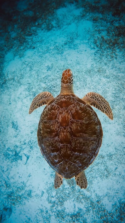 Per il 3° anno consecutivo, Six Senses Kanuhura è tornato con orgoglio come Title Sponsor del Lhaviyani Turtle Festival. Quest'anno ha segnato il 10° anniversario del festival, ospitato da @atollmarinecentre