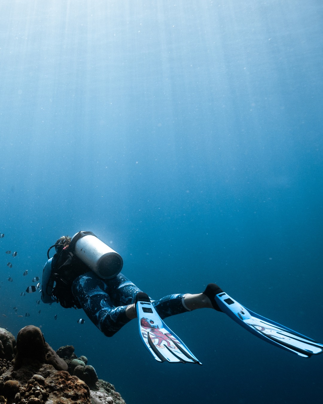 You never quite know what the blue has in store. A turtle passing by, sharks in the distance, reefs buzzing with life and, if you are lucky, a rare oceanic manta making an appearance.

Here's a glimps